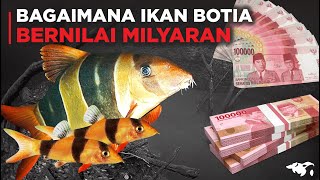 BAGAIMANA IKAN BOTIA BISA MENGHASILKAN MILYARAN RUPIAH UNTUK INDONESIA [upl. by Atoked]