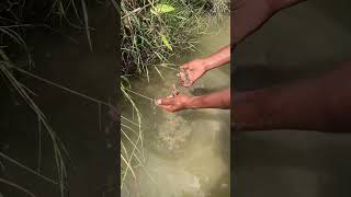 தடவி பிடித்த நண்டுகள்  கையில் இரண்டு காலில்  Catching crab  Crab Hunting  crab shorts [upl. by Anidam701]