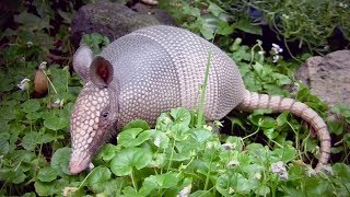 Cool Facts About Armadillos [upl. by Atel4]