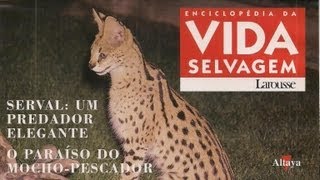 Vida Selvagem 32  Serval Um Predador Elegante [upl. by Itsirc]