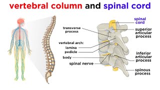 The Central Nervous System The Brain and Spinal Cord [upl. by Guimar]