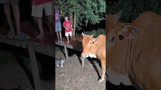 লাক্সমির একটু শরীর খারাপ cowshortsyoutubeshortsHello Andaman [upl. by Lemrac]