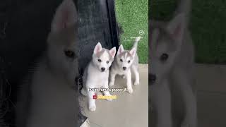 Husky puppy masti 🔥🐶 husky shorts trending [upl. by Nnyltiac]