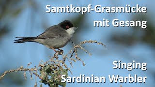 SamtkopfGrasmücke – Sardinian Warbler Sylvia melanocephala [upl. by Arutak944]