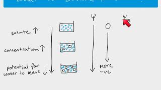 A Level Biology  Water Potential [upl. by Alfons725]