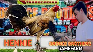 HENNIE  BAKASBAKAS GAMEFARM  ORONCE BROTHERS  QUALITY GAMEFOWL IN THE PHILIPPINES [upl. by Aisad154]