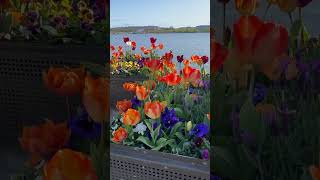 Floriade in Canberra [upl. by Ketty6]