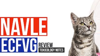 NAVLE  ECFVG Review Lily Toxicosis [upl. by Helas]