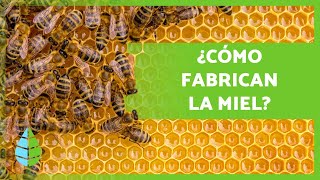 ¿Cómo hacen la MIEL las ABEJAS 🍯🐝 Producción  Extracción de los Panales [upl. by Faustine]