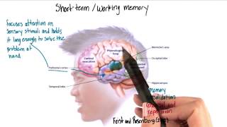 What is ShortTerm Memory  Explained in 2 min [upl. by Petrine514]