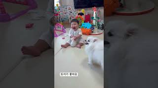 토끼장난감을 좋아하는 아기와 싫어하는 강아지D251 8개월아기 baby cute 육아일기 육아일상 애개육아 cutebaby funny [upl. by Terces77]