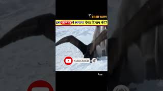 इस जानवर ने लगाया ऐसा दिमाग की Petrel Bird VS Penguins shorts viral shortsvideo [upl. by Naux]