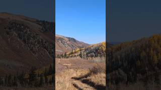 Colorado Elk Hunt 2024 music countrymusic viralvideo like viralshorts hankwilliams [upl. by Akinohs746]