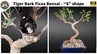 Tiger Bark Ficus  Correcting Reverse Taper [upl. by Gillie]