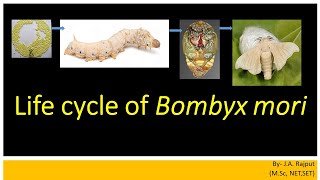 Life cycle of Bombyx mori lSYBScl [upl. by Nnayrrehs104]