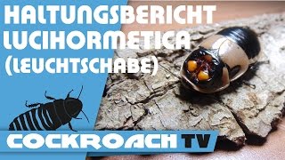 Haltungsbericht Lucihormetica Leuchtschabe [upl. by Hsima]