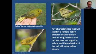 MiniTutorial Yellow Female Warblers [upl. by Nyrad836]