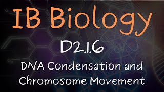 DNA Condensation and Chromosome Movement  D216 [upl. by Attenweiler]