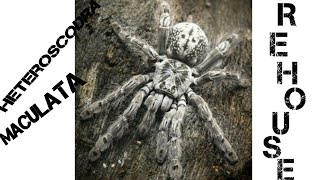 How to rehouse a dangerous tarantula Heteroscodra maculata [upl. by Eckardt]