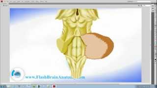 Brainstem And Cerebellum Anatomy [upl. by Keeton]