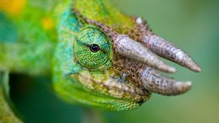 RARE 3 Horned CHAMELEON [upl. by Kcam]