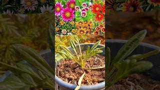 ନର୍ସରି ଯାଉ ଥିଲେ ନିହାତି ଆଣନ୍ତୁWinter Flower Plant gazania odia viral tips grow plants [upl. by Ellednahc]