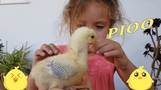 POLLITO PIO cancion del pollito para niños [upl. by Pilif847]