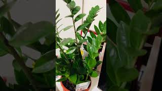 My indoor plants moneytrees goodlucktrees Pilea peperomioides [upl. by Downing919]