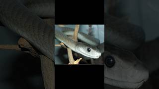 Black mamba snake and lion snake lion facts venom wildlifeanimals poision tiktok reels [upl. by Biles313]