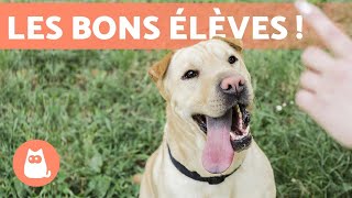 RACES de CHIENS FACILES à ÉDUQUER 🐶✅ TOP 10 [upl. by Neeham259]