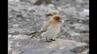 Birding Sillems Rosefinch with China Wild Tour Qinghai China 2024 [upl. by Latihs]