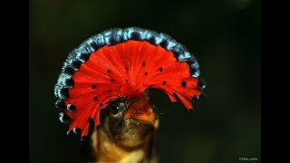 Royal Flycatcher [upl. by Odnala]