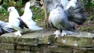 Indian Fantail pigeons [upl. by Clawson]