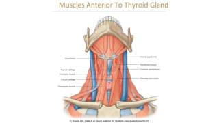 Anatomy 2  U1  L11  Thyroid and parathyroid glands [upl. by Sylas882]