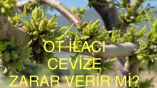 OT İLACI ZARARI 2 Ot ilacı cevize zarar verir mi Sonucu nasıl olur Ceviz Adam Ahmet [upl. by Sinclare]