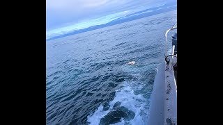 Guardacostas localizó cerca de 10 kilogramos de posible cocaína flotando en el mar [upl. by Sherilyn]