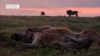 Lion vs Hyena  Narrated by David Attenborough [upl. by Yelsa]