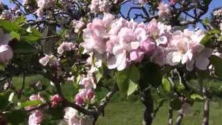 Glastonbury Abbey Orchard in Blossom 2015 [upl. by Hyman]