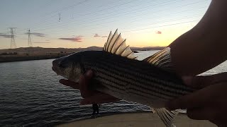 ONIEL FOREBAY FISHING BIG BASS AND STRIPPER CAUGHT [upl. by Nela]