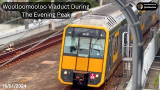 Woolloomooloo Viaduct During The Evening Peak [upl. by Trella286]