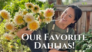 Ultimate Guide to Dahlia Types Find Your Perfect Bloom  Turbow Farms [upl. by Bari]