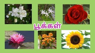 பூக்கள்  மலர்கள்  Learn flower name in Tamil for kids and children [upl. by Anauqahc]