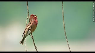 The common rosefinch Carpodacus erythrinus or scarlet rosefinch [upl. by Areid]