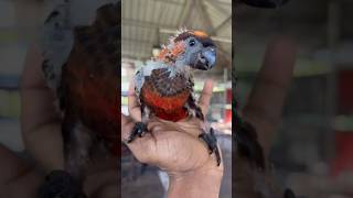 birdsDusky lorry hand feeding chick birds shortvideo short [upl. by Amory]