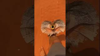 Frilled neck lizard science sciencefacts facts [upl. by Annaeirb]