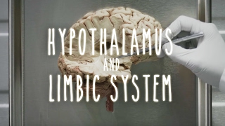 Neuroanatomy S1 E4 Hypothalamus and Limbic System neuroanatomy ubcmedicine [upl. by Belanger]