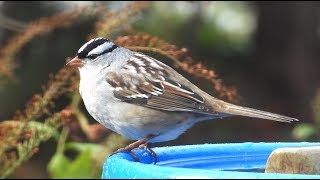 Bruant à couronne blanche chant  Whitecrowned Sparrow song [upl. by Titania]