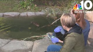 Gov Healey meets Nibi after allowing the beaver to stay at wildlife rescue [upl. by Amber115]