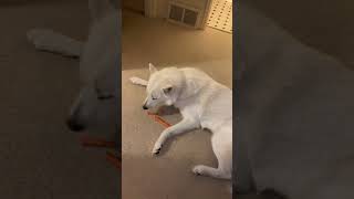 husky malamute samoyed germanshepherd wolf dog pets carrot likes real food organic bff [upl. by Retlaw]