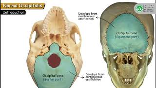 Episode 1  Norma Occipitalis Explained Expert Insights by Dr Nimra Noreen [upl. by Breh]